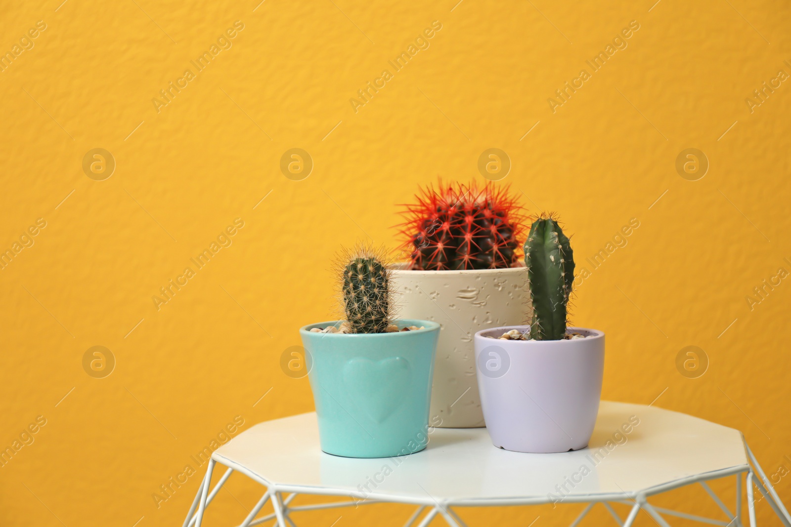 Photo of Beautiful cacti in flowerpots on table near color wall