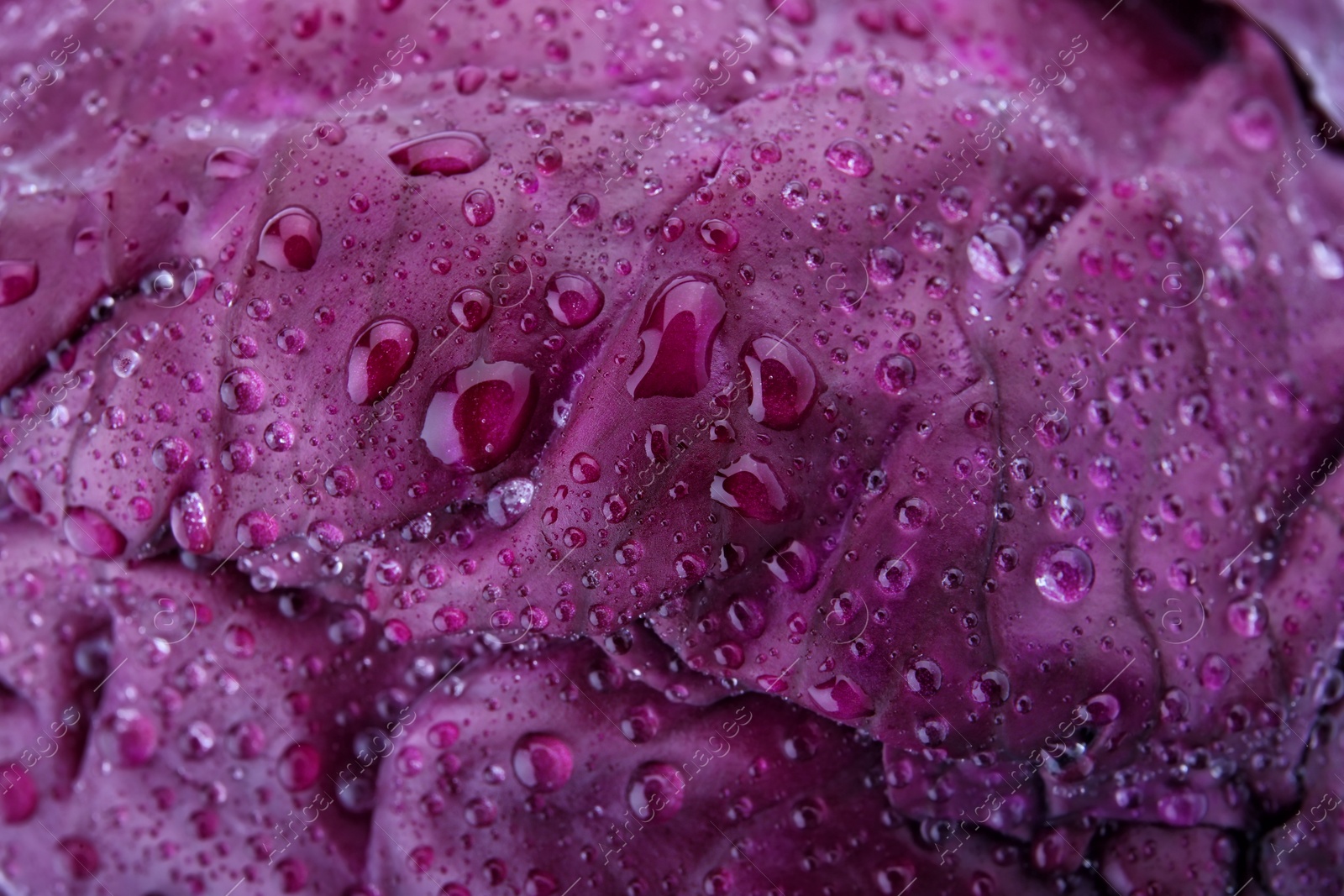 Photo of Ripe red cabbage with water drops as background, closeup