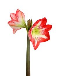 Photo of Beautiful red amaryllis flower isolated on white