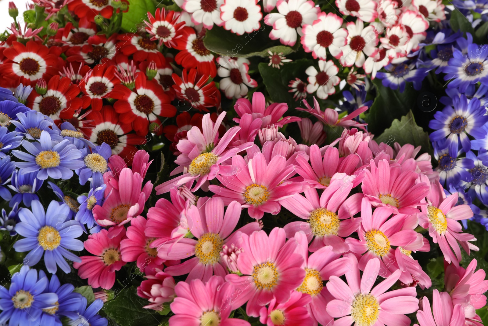 Photo of Beautiful cineraria flowers as background, closeup view