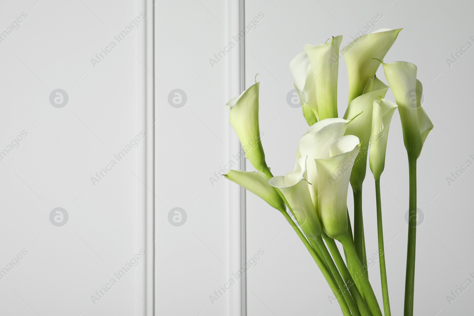 Photo of Beautiful calla lily flowers on white background, space for text
