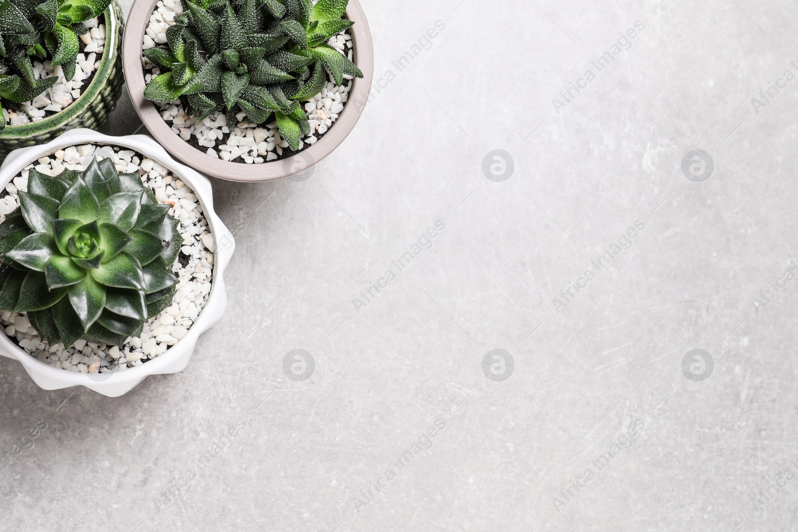 Photo of Beautiful Haworthia and Echeveria in pots on grey table, flat lay with space for text. Different house plants