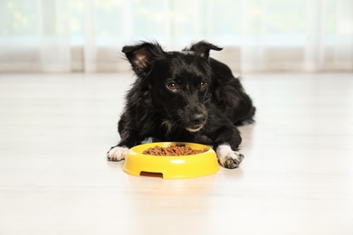 Cute dog eating from bowl on floor in room