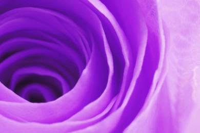 Image of Violet rose as background, closeup. Funeral attributes