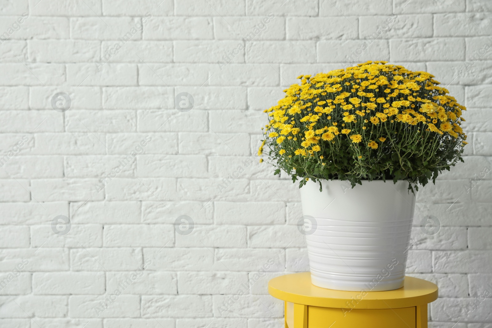 Photo of Pot with beautiful chrysanthemum flowers on table against white brick wall. Space for text