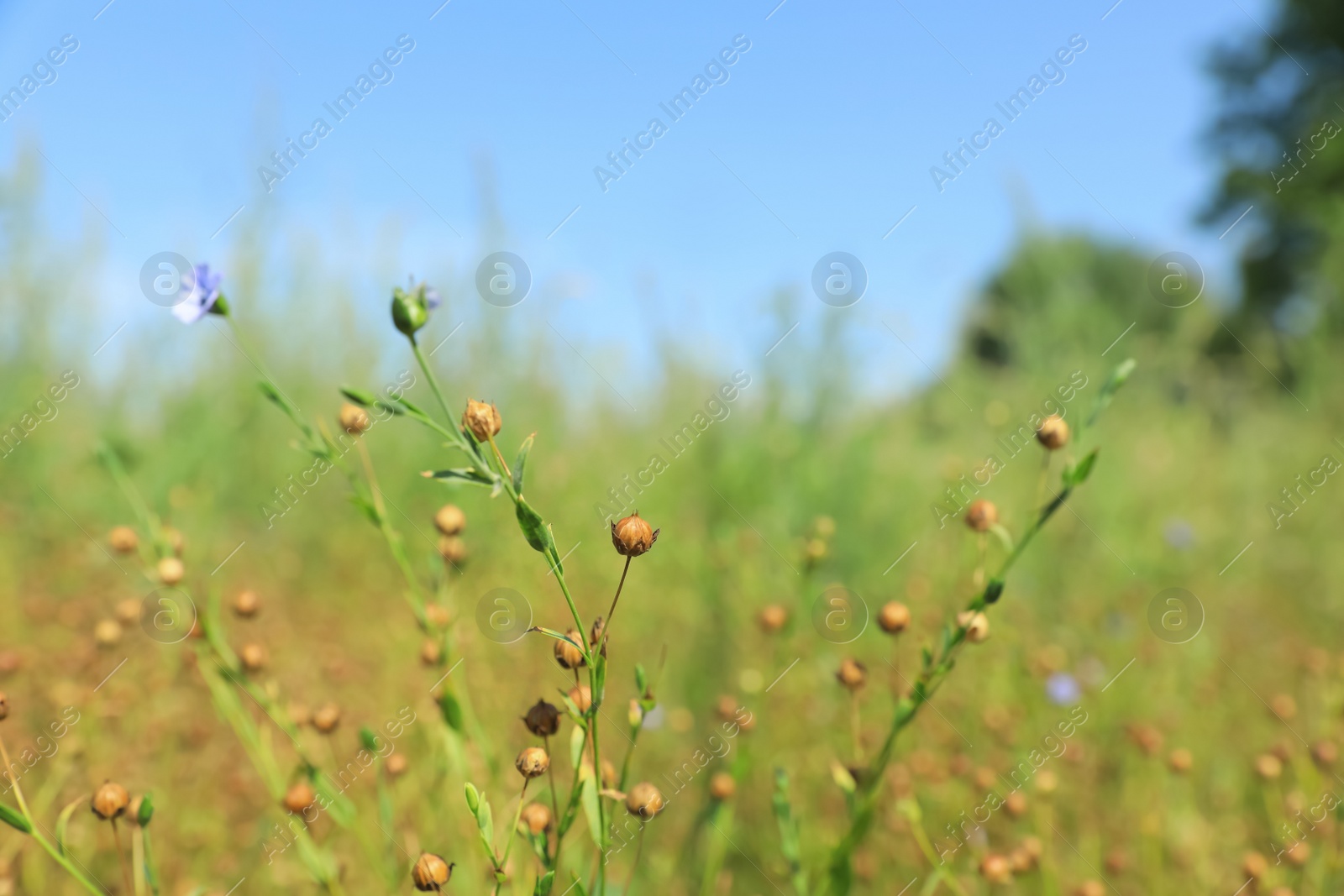 Photo of Beautiful flax plants with dry capsules in field on sunny day