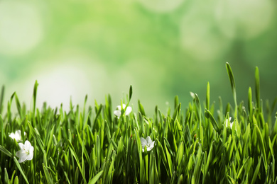 Photo of Closeup view of fresh green grass and white flowers on blurred background, space for text. Spring season