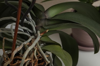Beautiful orchid plant with green leaves in pot, closeup