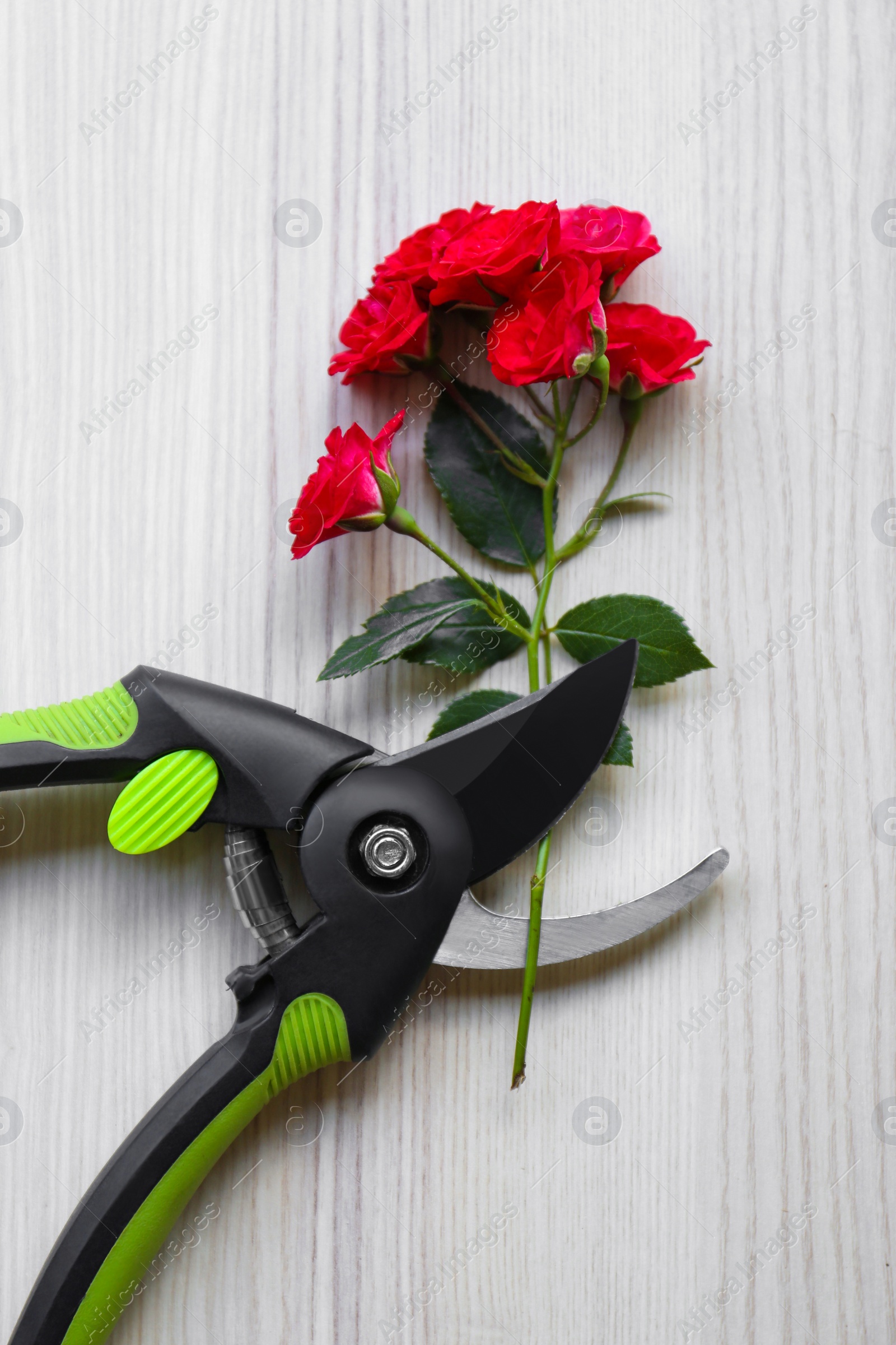 Photo of Secateur and beautiful red roses on white wooden table, flat lay