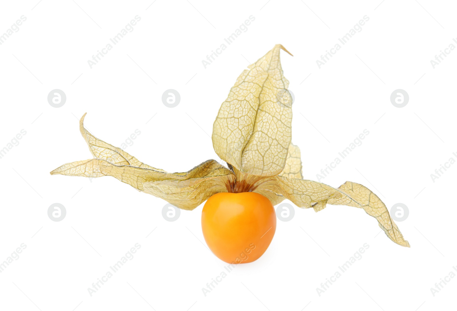 Photo of Ripe physalis fruit with calyx isolated on white