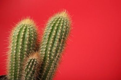 Photo of Beautiful green cactus on red background, space for text. Tropical plant