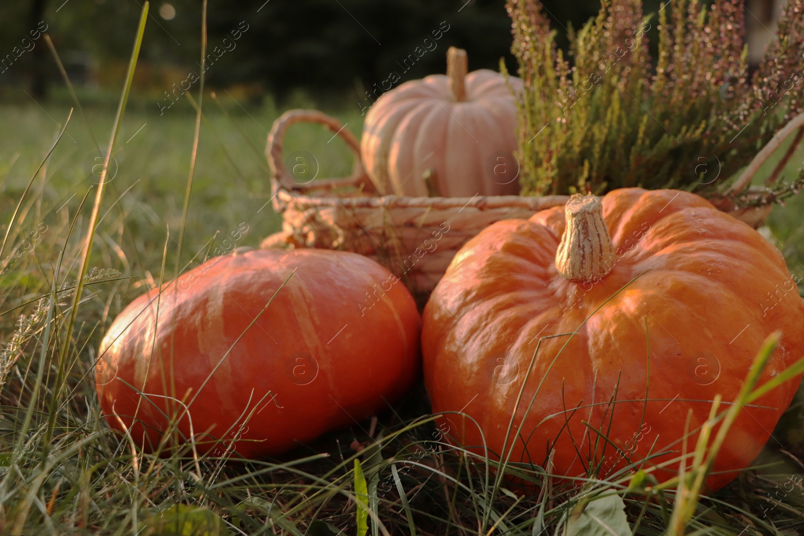 Photo of Wicker basket with beautiful heather flowers and pumpkins outdoors, closeup