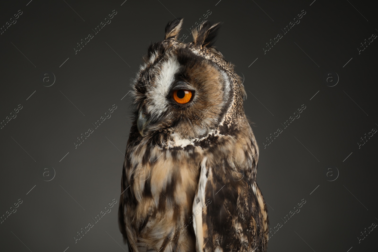 Photo of Beautiful eagle owl on grey background, closeup. Predatory bird