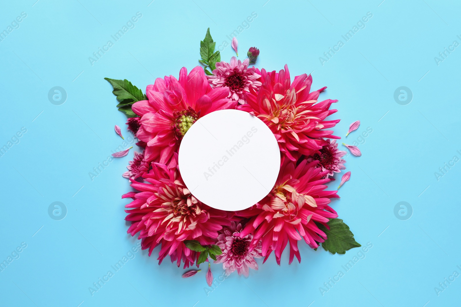 Photo of Flat lay composition with beautiful dahlia flowers and blank card on color background