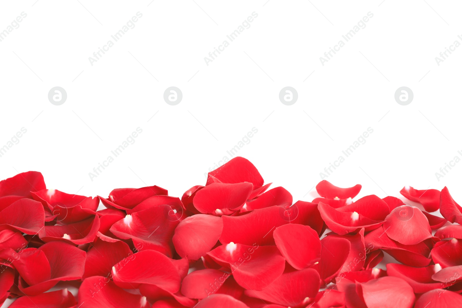 Photo of Pile of red rose petals on white background