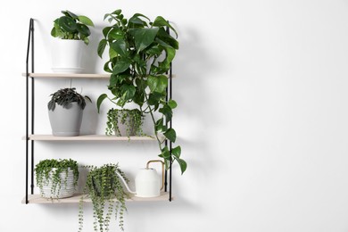 Photo of Green houseplants in pots and watering can on shelves near white wall, space for text