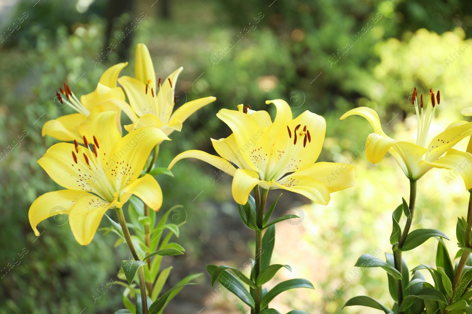 Photo of Beautiful blooming lily flowers in garden, closeup