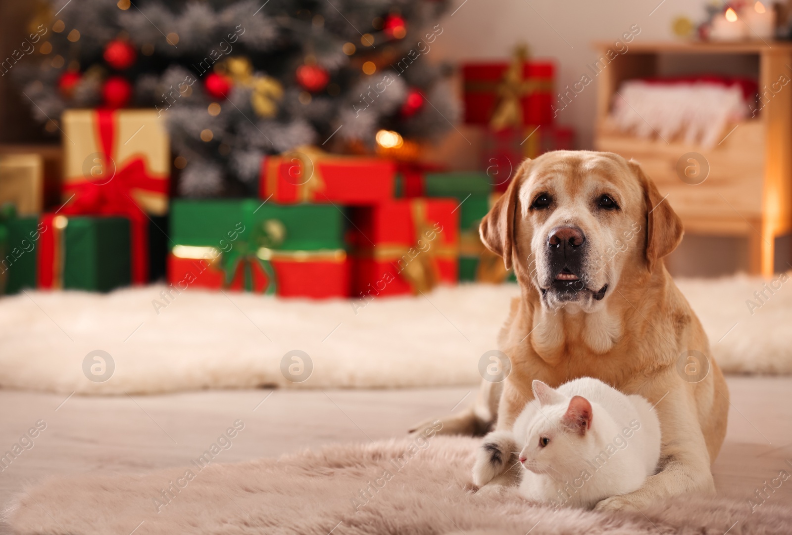 Photo of Adorable dog and cat together at room decorated for Christmas. Cute pets