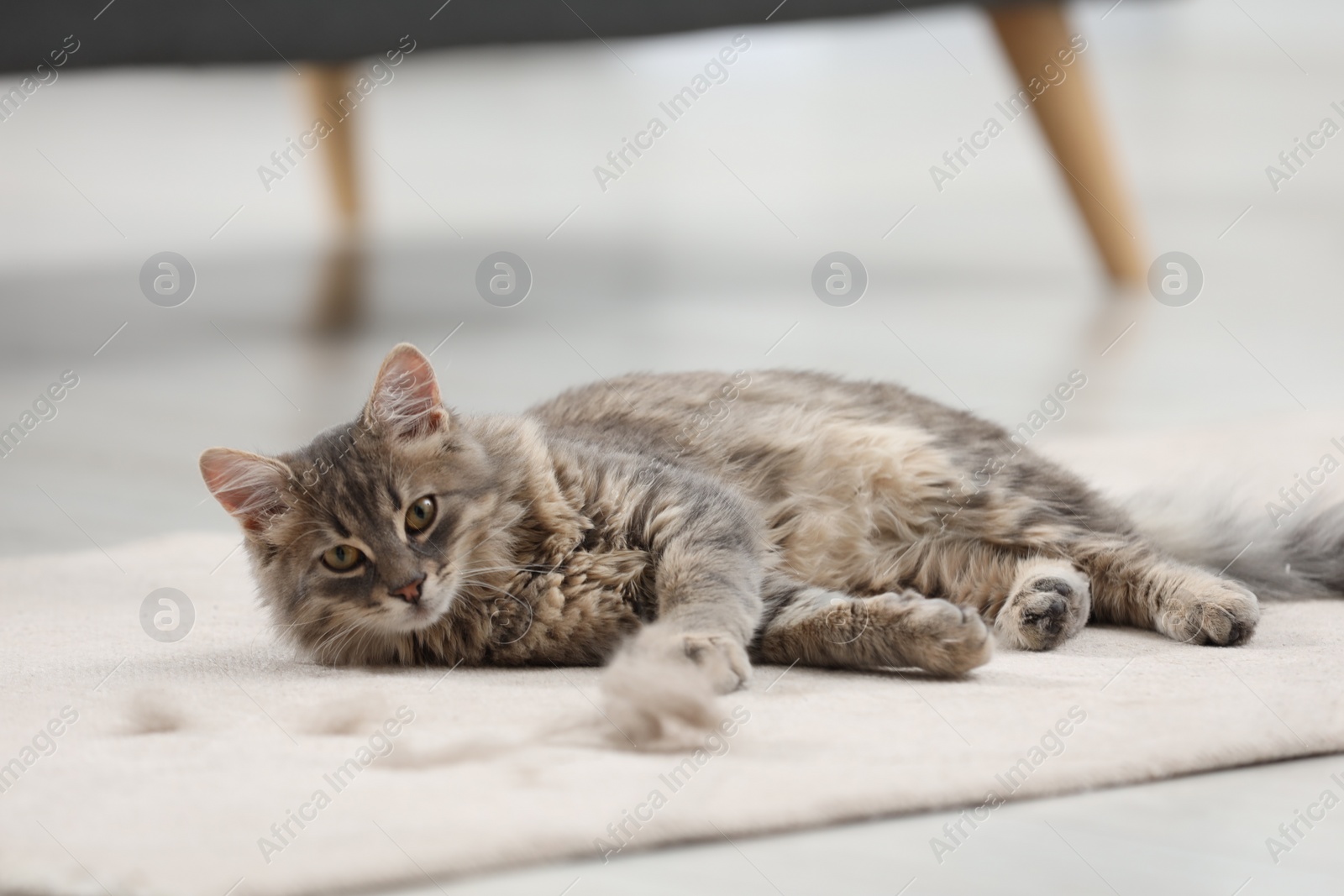 Photo of Cute cat and pet hair on carpet indoors