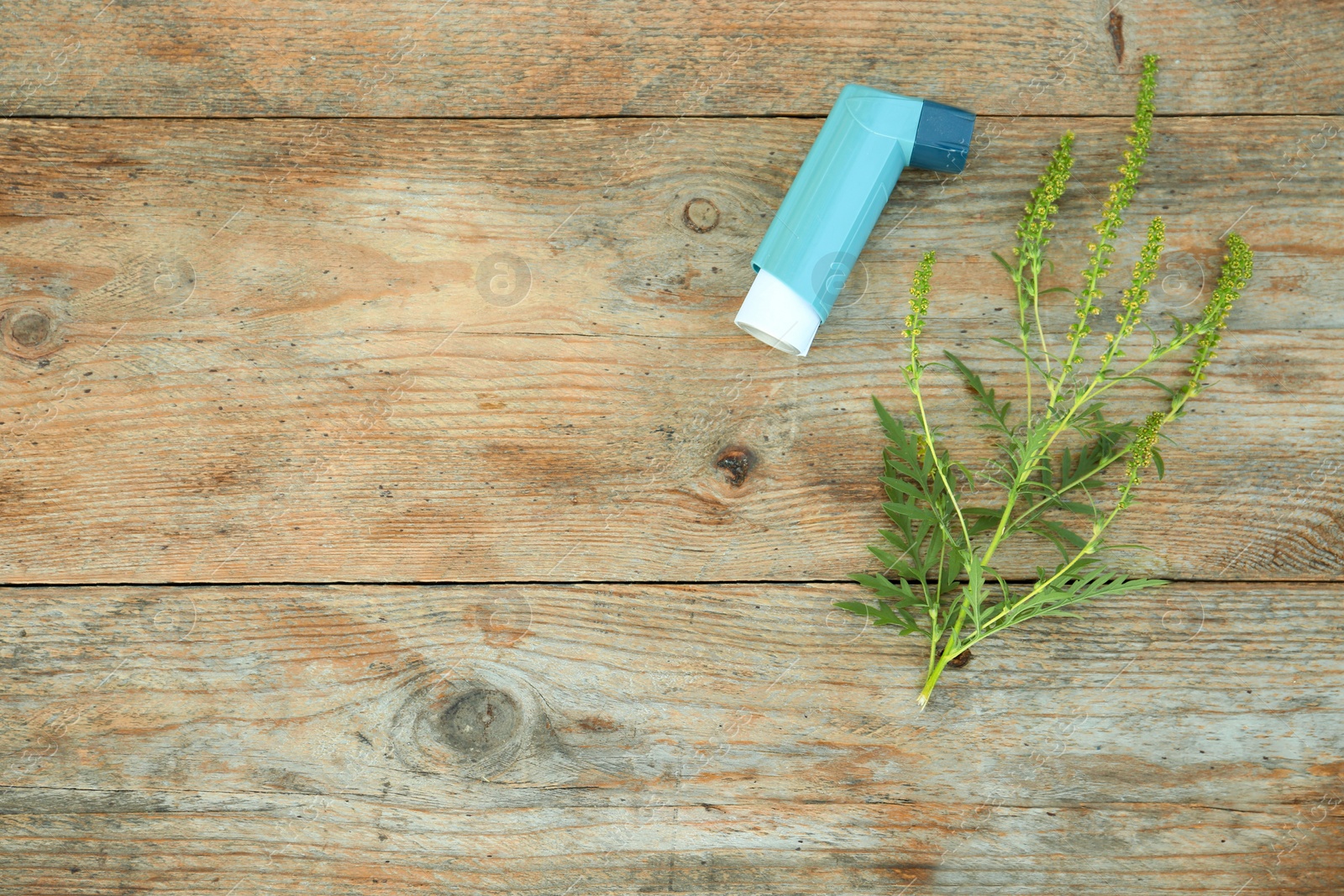 Photo of Ragweed (Ambrosia) branch and inhaler on wooden table, flat lay with space for text. Seasonal allergy
