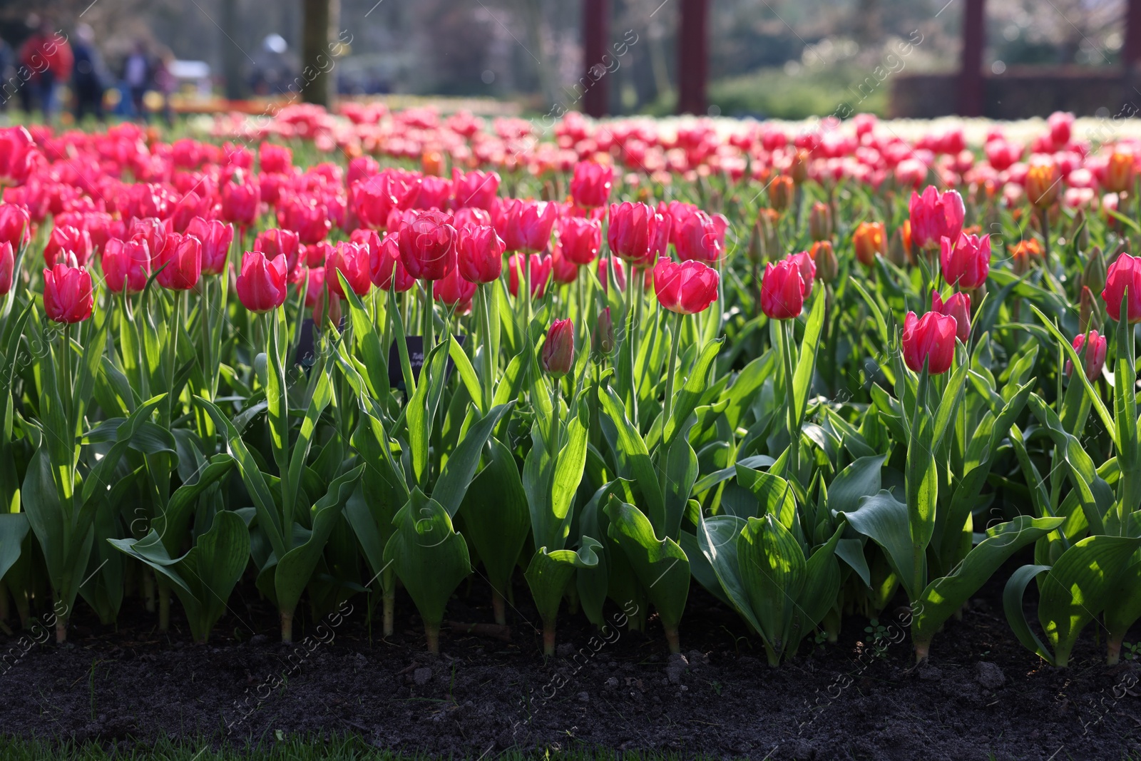 Photo of Beautiful pink tulip flowers growing in park on sunny day