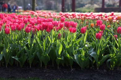 Photo of Beautiful pink tulip flowers growing in park on sunny day