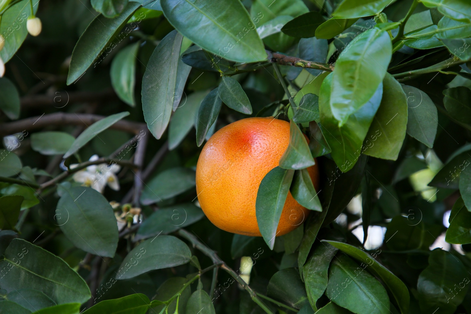 Photo of Ripe grapefruit growing on tree in garden