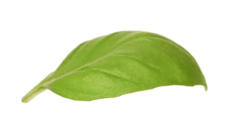 Photo of One green basil leaf isolated on white