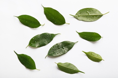 Photo of Fresh green ficus leaves on white background, top view