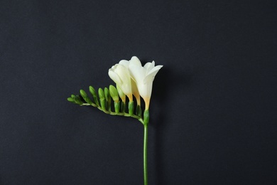 Photo of Beautiful freesia with fragrant flowers on dark background, top view