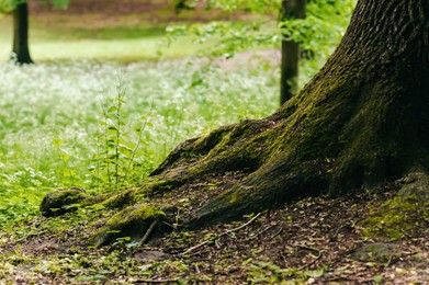 Photo of Tree roots overgrown with beautiful green grass in forest, space for text