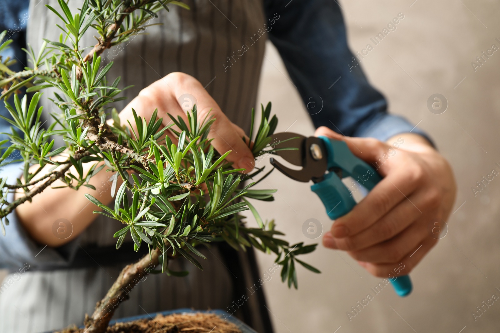 Photo of Woman trimming Japanese bonsai plant, closeup. Creating zen atmosphere at home