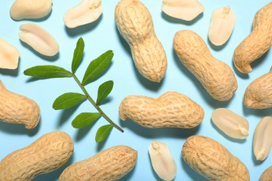 Fresh peanuts and twig on light blue background, flat lay