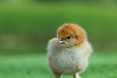Photo of Cute chick on blurred background outdoors, closeup. Baby animal