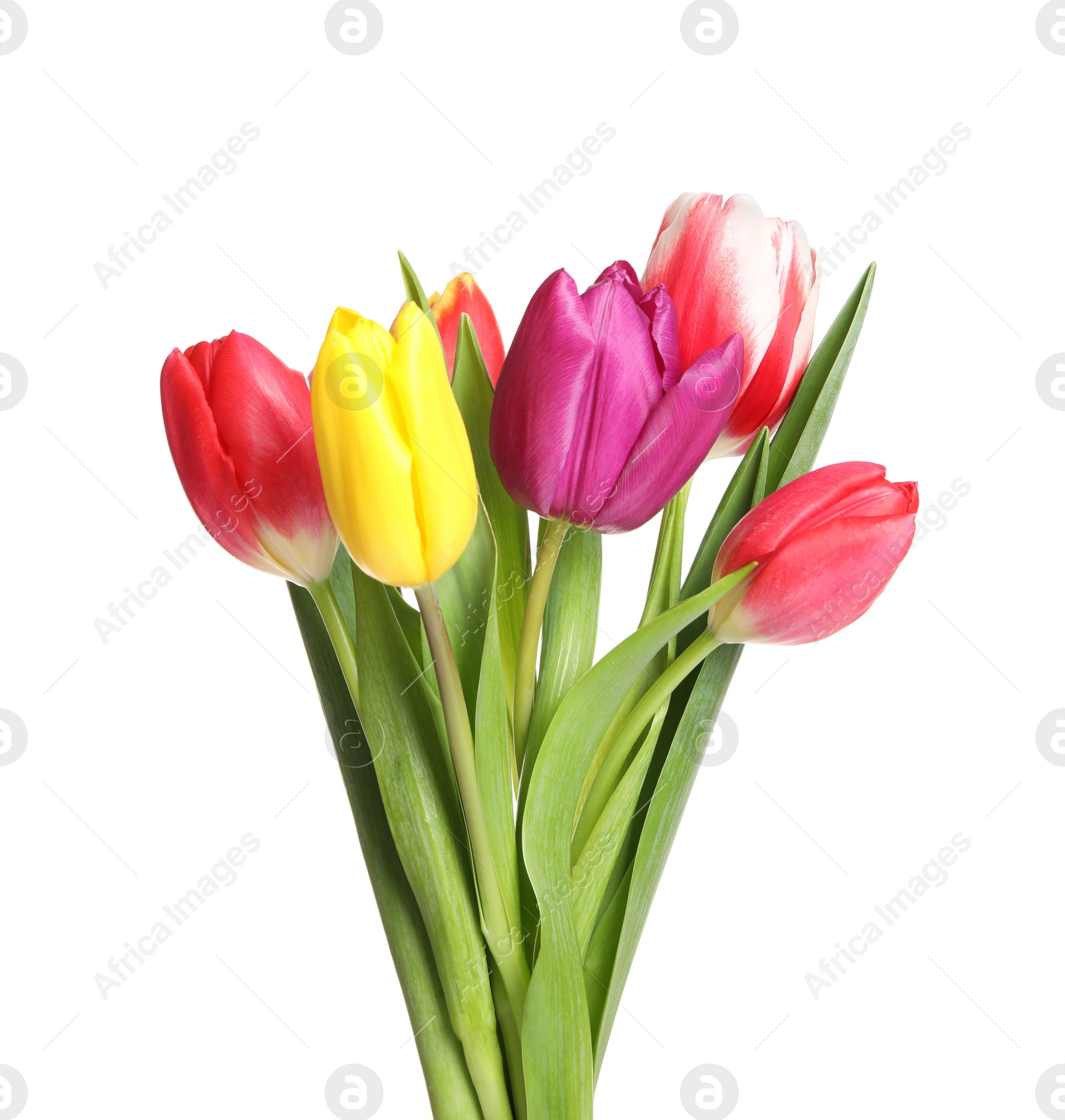 Photo of Beautiful bright spring tulips on white background