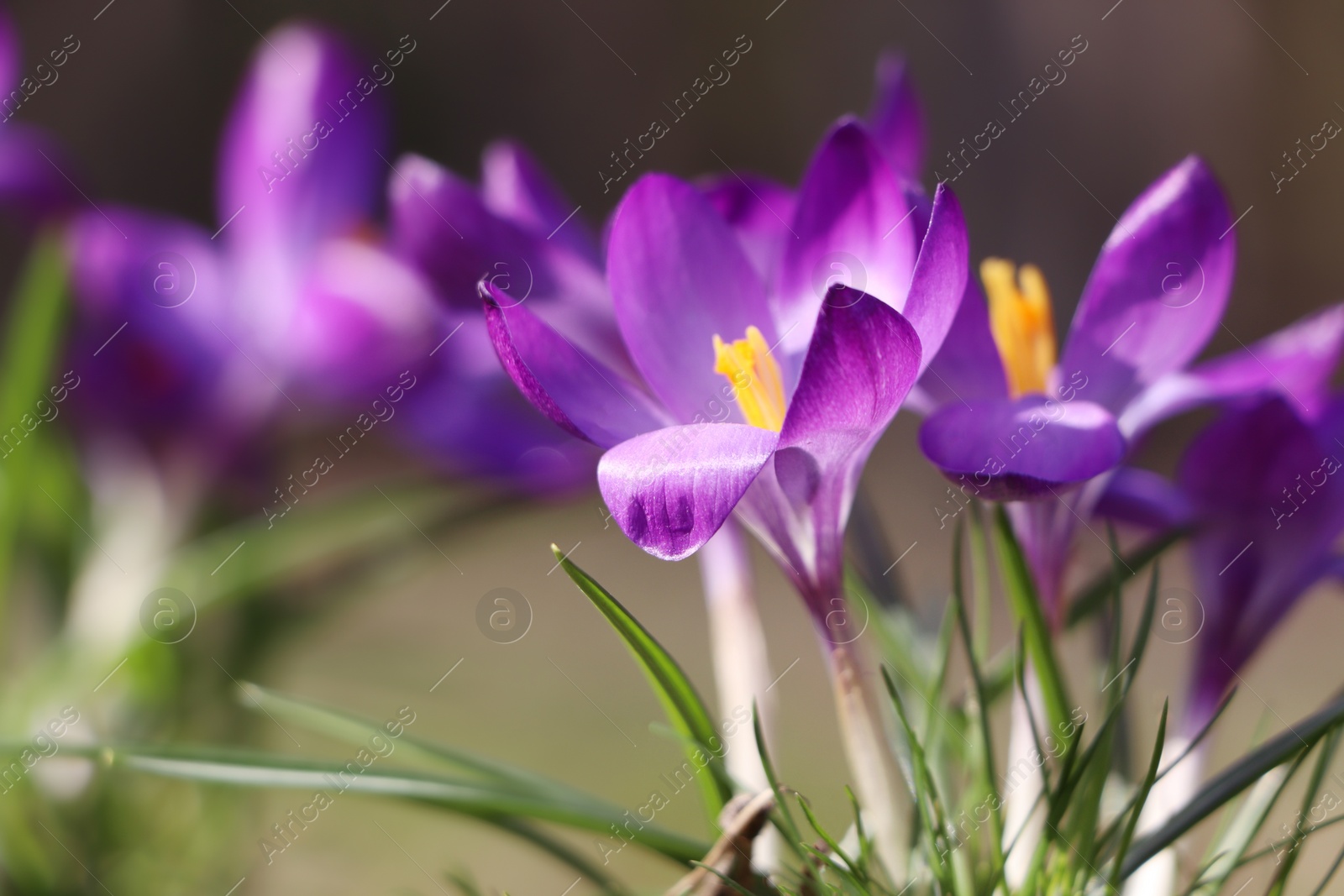 Photo of Fresh purple crocus flowers growing on blurred background, closeup
