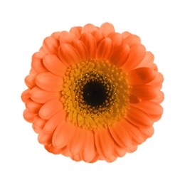 Image of Beautiful orange gerbera flower on white background