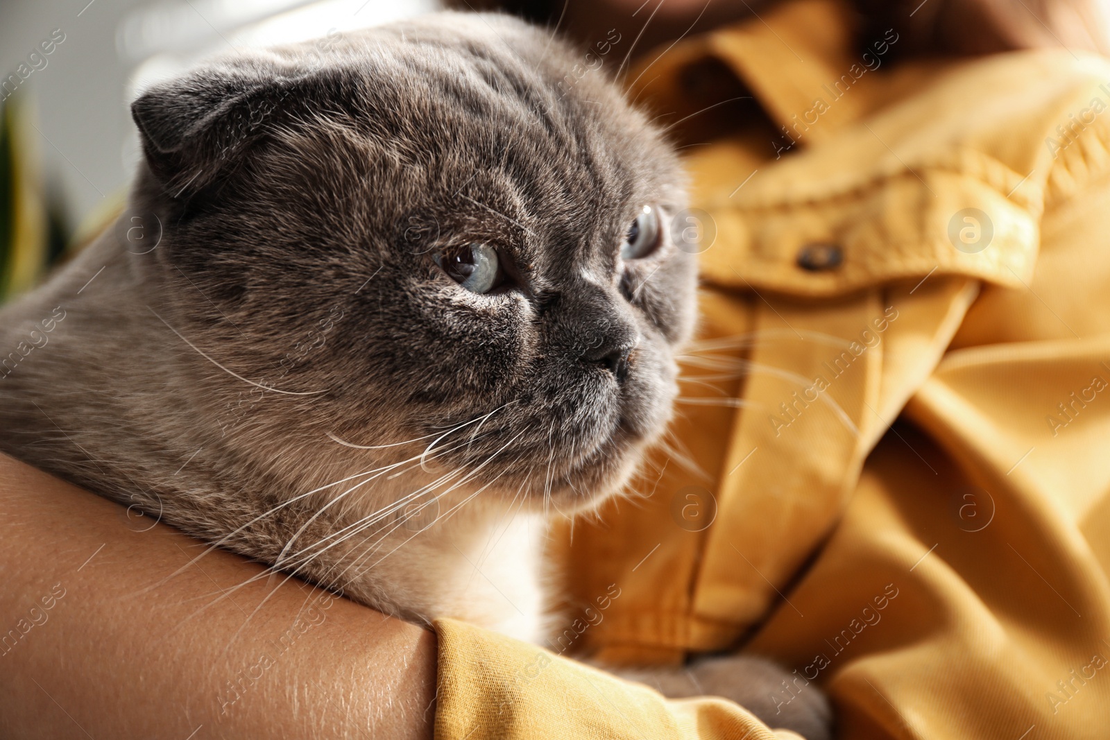 Photo of Young woman with cute cat at home, closeup. Fluffy pet