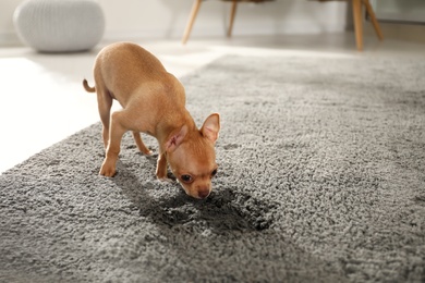 Photo of Cute Chihuahua puppy near wet spot on carpet indoors