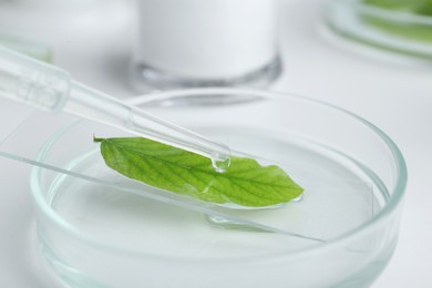 Photo of Dripping liquid from dropper onto petri dish with leaf on white table, closeup