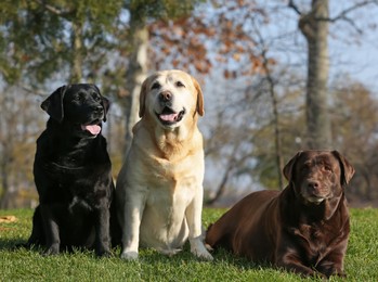 Photo of Cute different Labradors in park on sunny day