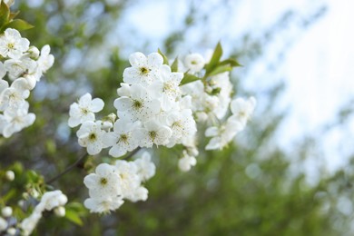 Photo of Branch of beautiful blossoming tree outdoors, closeup. Spring season