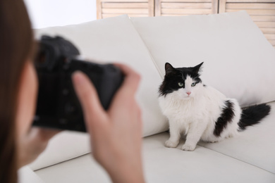Photo of Professional animal photographer taking picture of beautiful cat at home, closeup