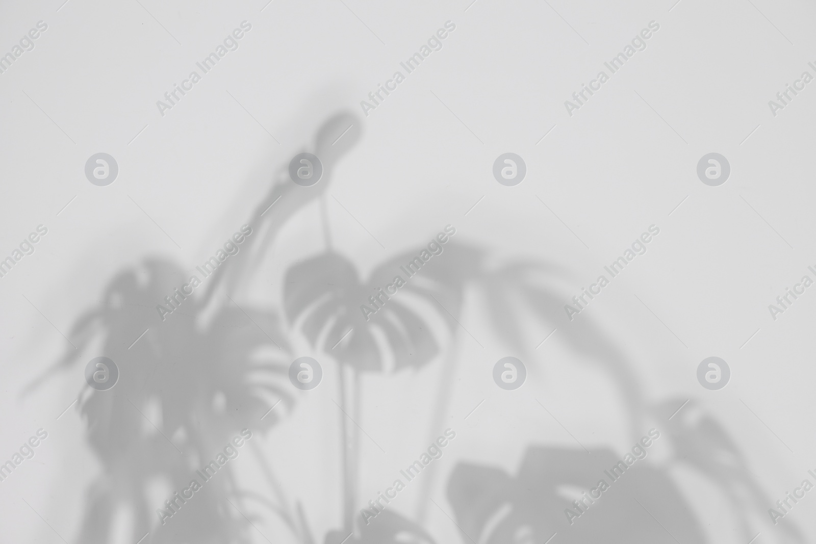 Photo of Shadow of plant falling on white wall, space for text