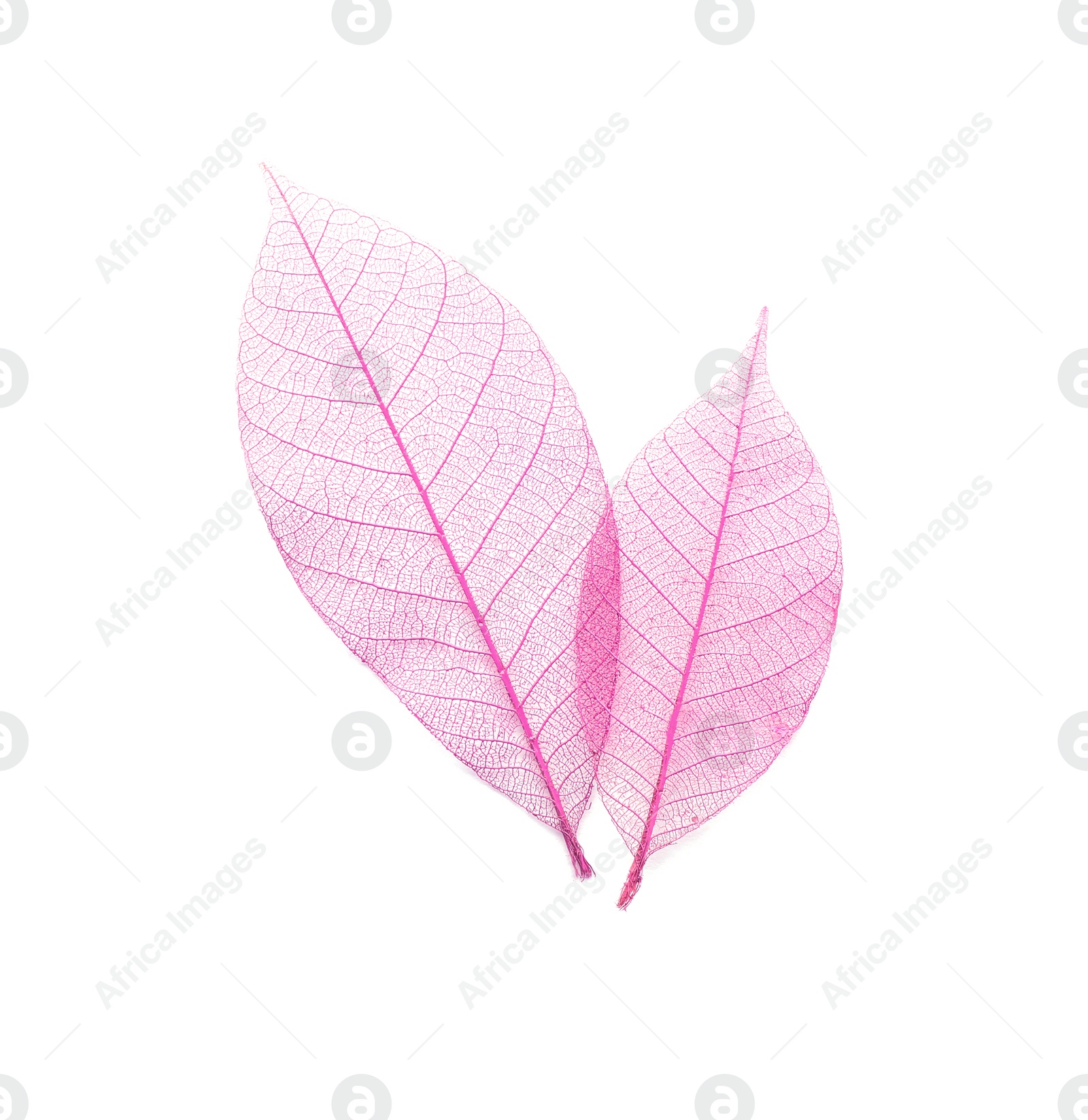 Photo of Beautiful decorative skeleton leaves on white background, top view