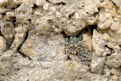 Photo of Beautiful wild plant growing through stone outdoors