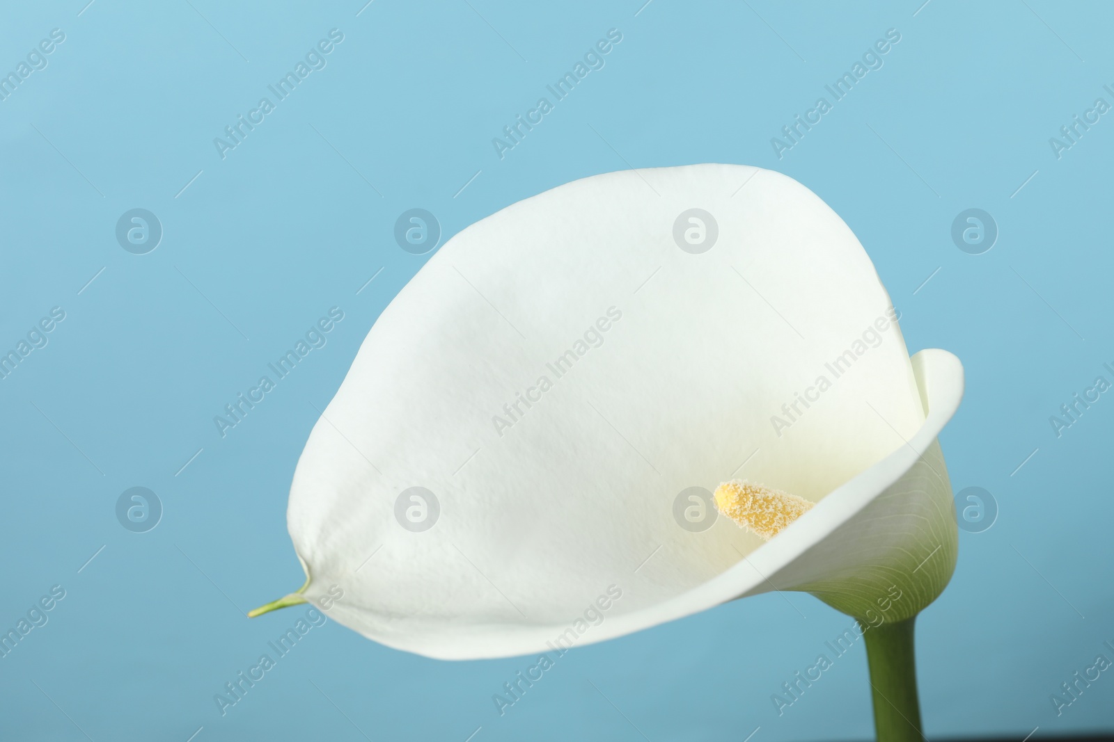 Photo of Beautiful calla lily flower on light blue background, closeup