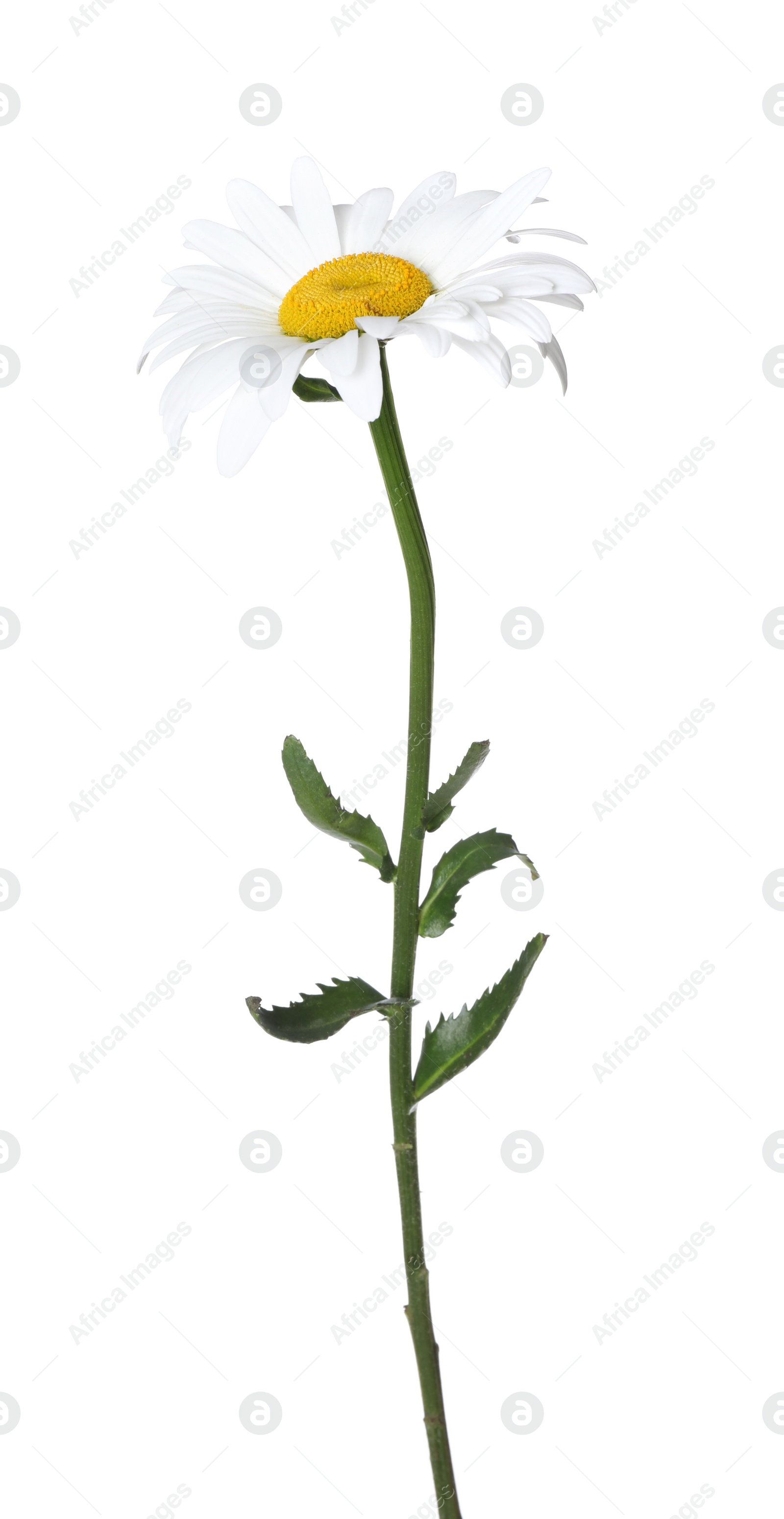 Photo of Beautiful fragrant chamomile flower isolated on white