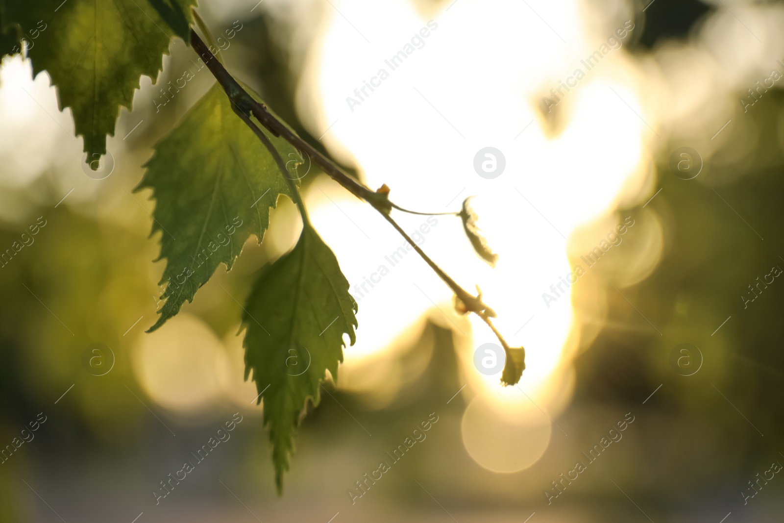Photo of Closeup view of birch tree with young fresh green leaves outdoors on spring day