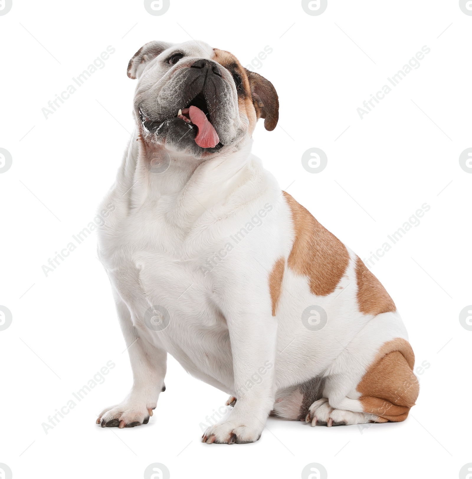 Photo of Adorable funny English bulldog on white background